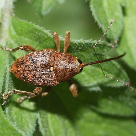 weevils | Solid Hygiene Solutions